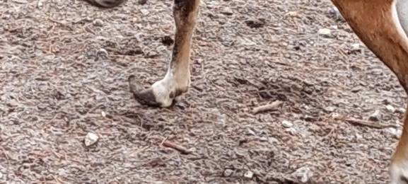 Tierschützer kritisieren Zustände im Naturwildpark Granat