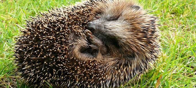 Immer mehr kranke Igel im Kreis Recklinghausen