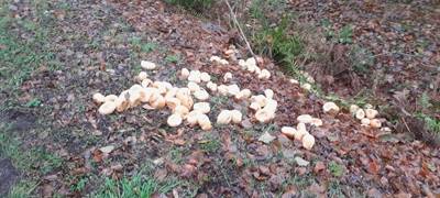 Illegale Brötchen-Ensorgung an der Granatstraße (K42) in Haltern am See im Bereich der Zufahrt zum Fernmeldeturm.