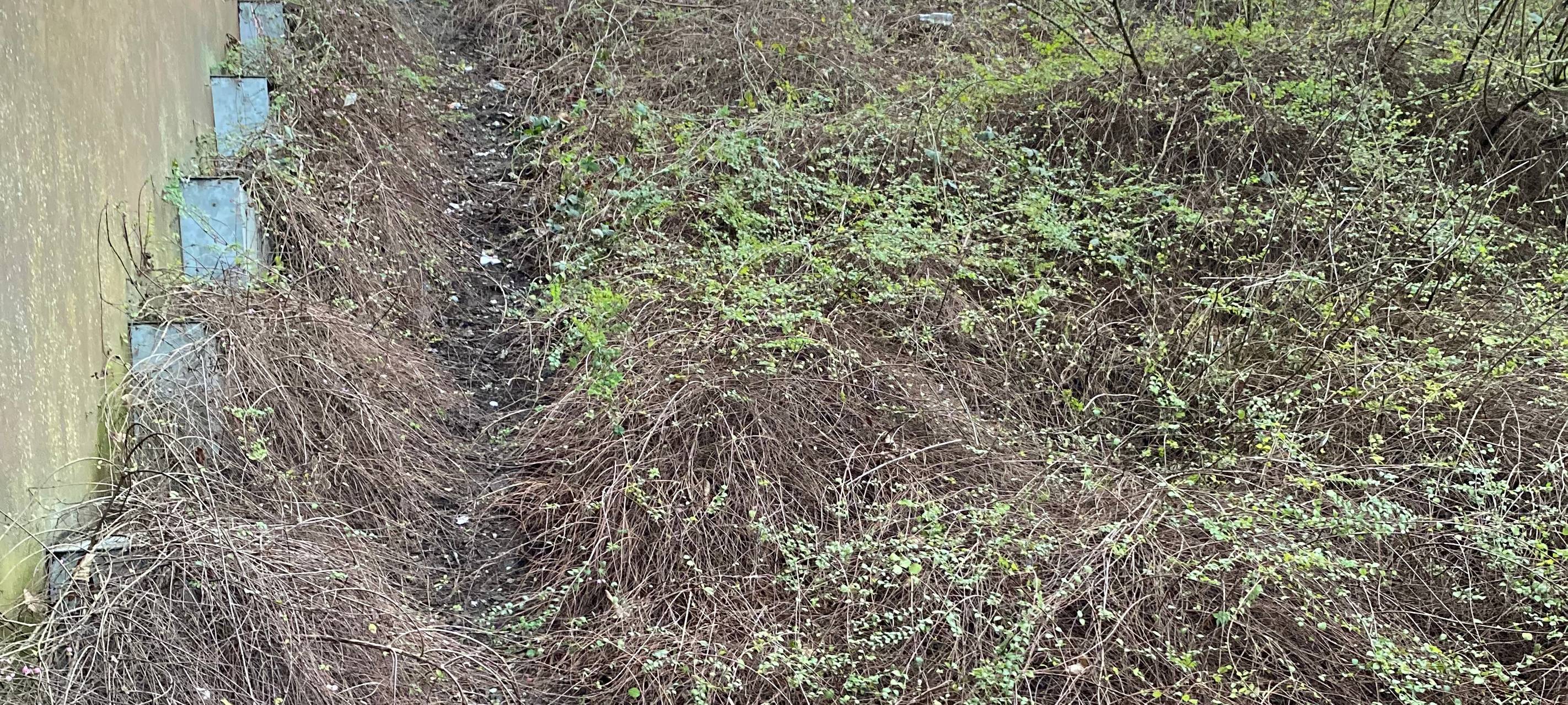 Vermüllte Kreisstädte - "Müllfrei Dorsten" hält dagegen