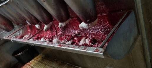 PETA-Anzeige: Schlachtverbot für Dorstener Betrieb