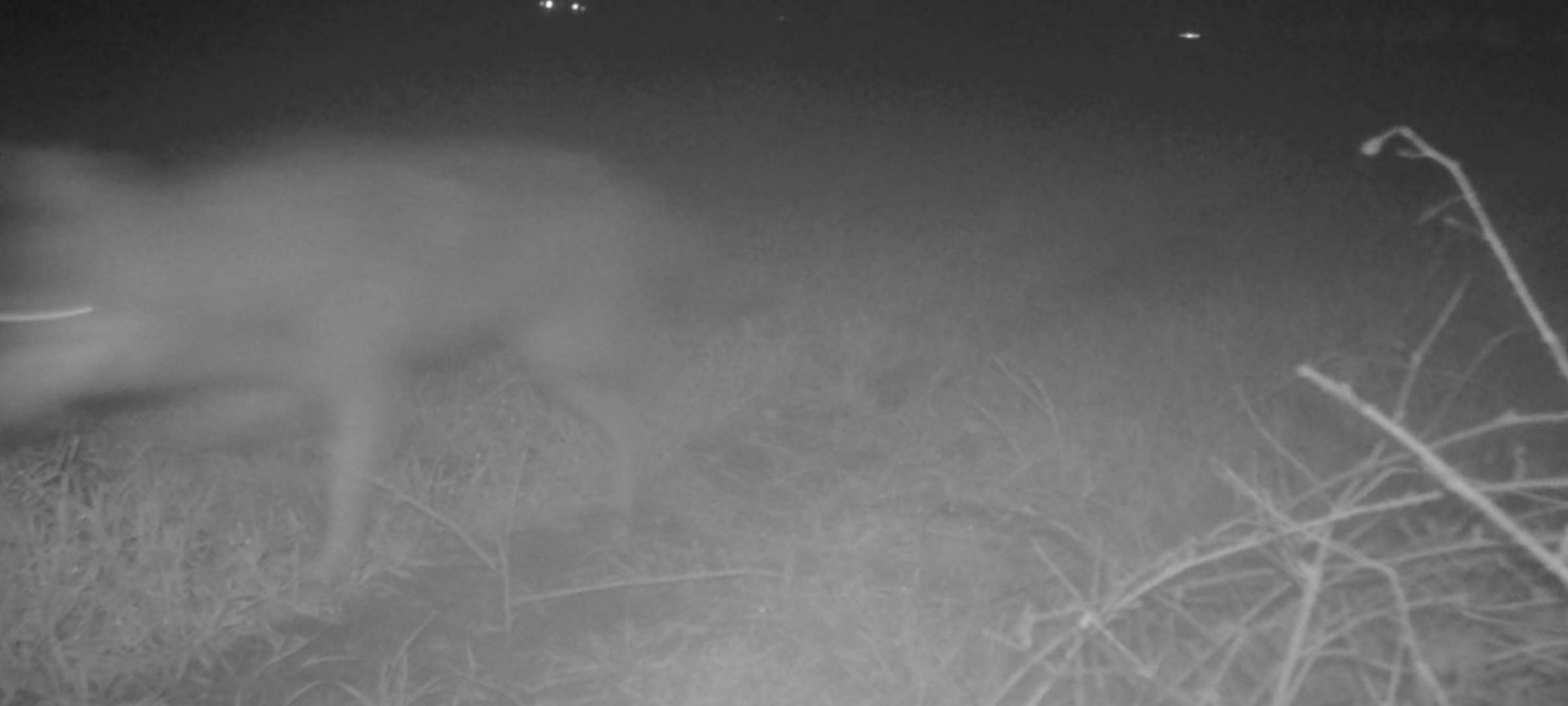 Wolfsangriff in Dorsten