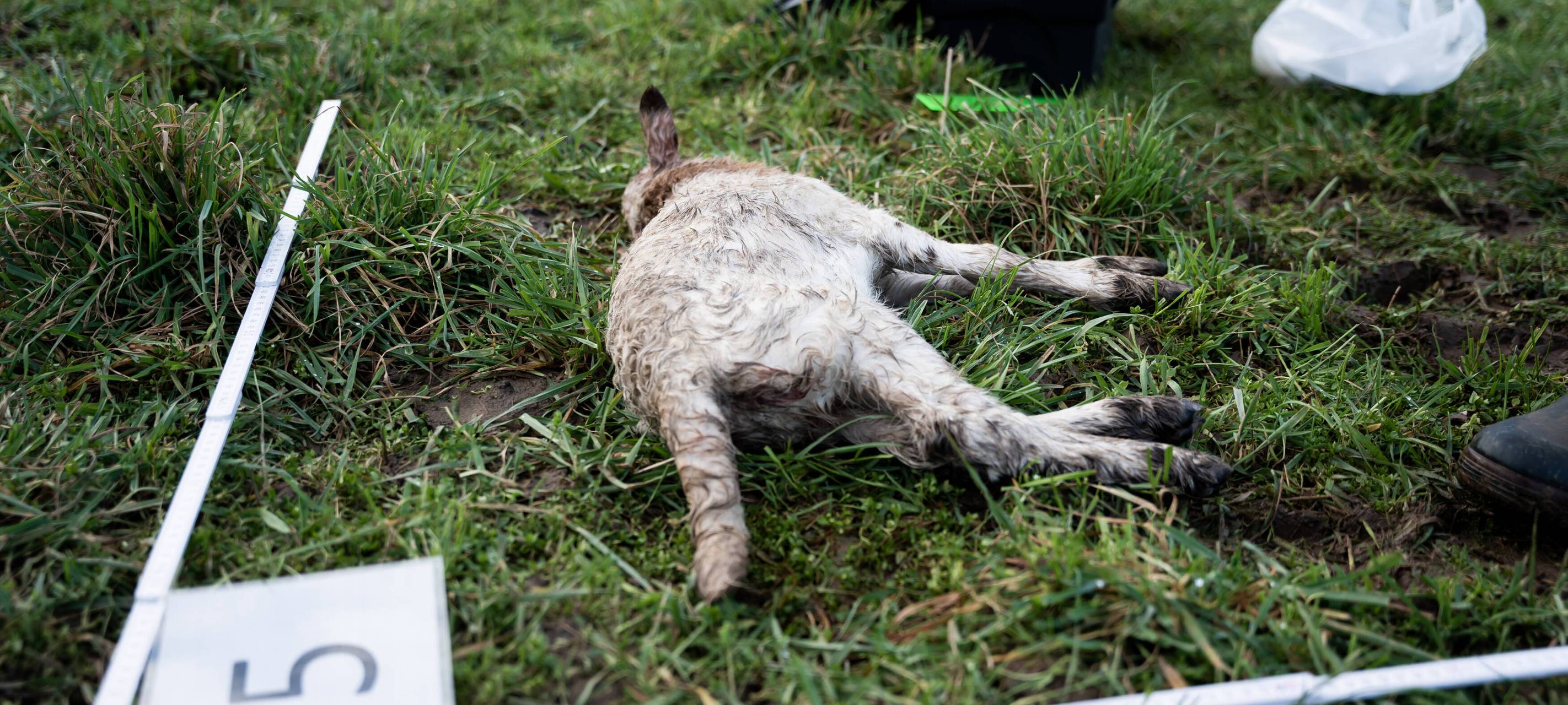 Dorsten: Abschussgenehmigung für Wölfin Gloria / BUND will klagen