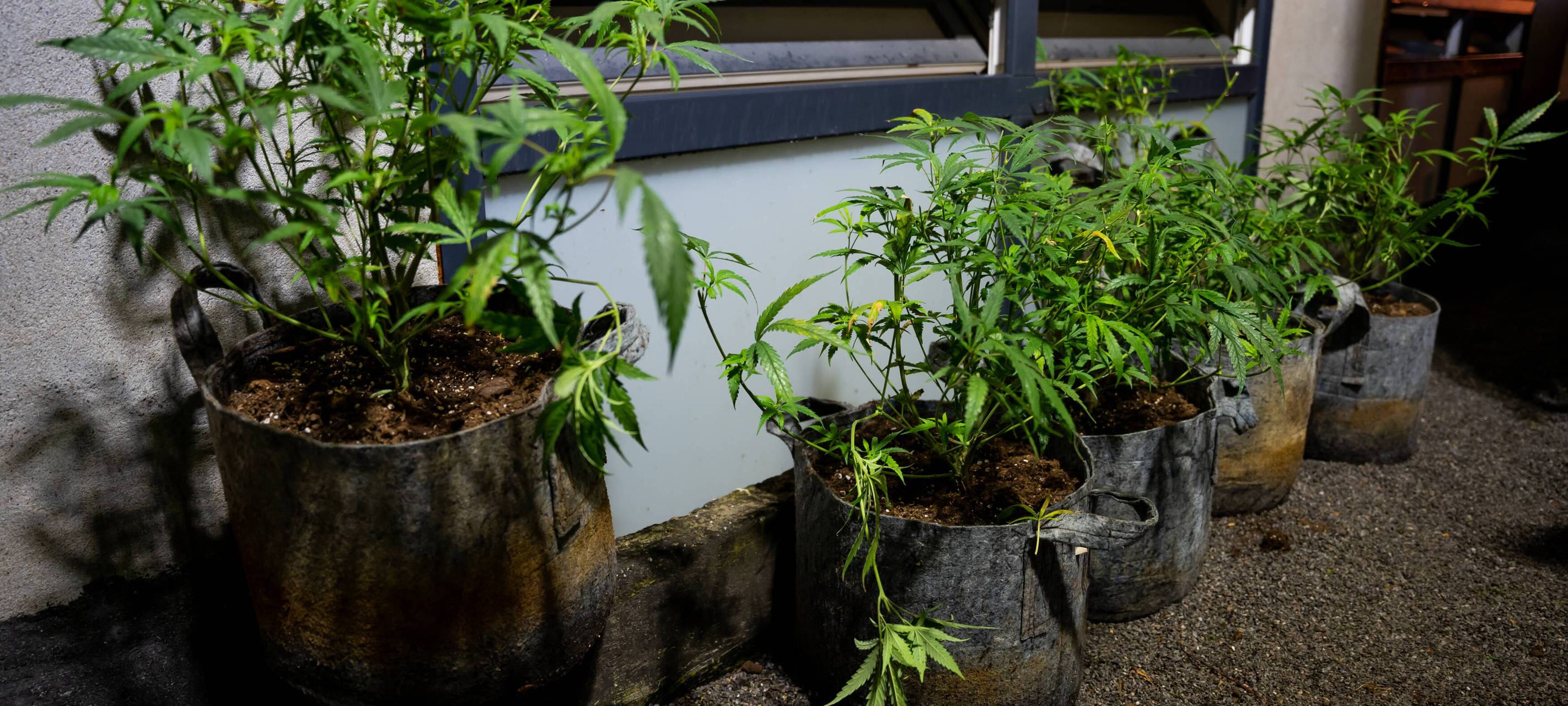 Hanfplantage in Recklinghausen entdeckt - Zwei Festnahmen