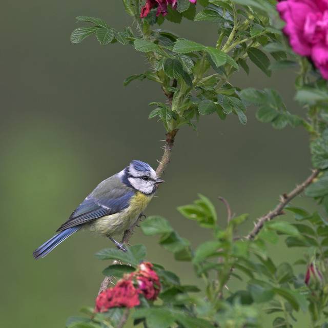 Vogelbörse Termine 2025 Heimische Vögel Kalender 2025 Vogelbörse Termine 2025 Heimische Vögel Kalender 2025