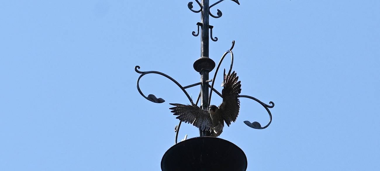 Der Falke hatte sich an der Halterner Kirche in einer Metallkonstruktion verfangen.