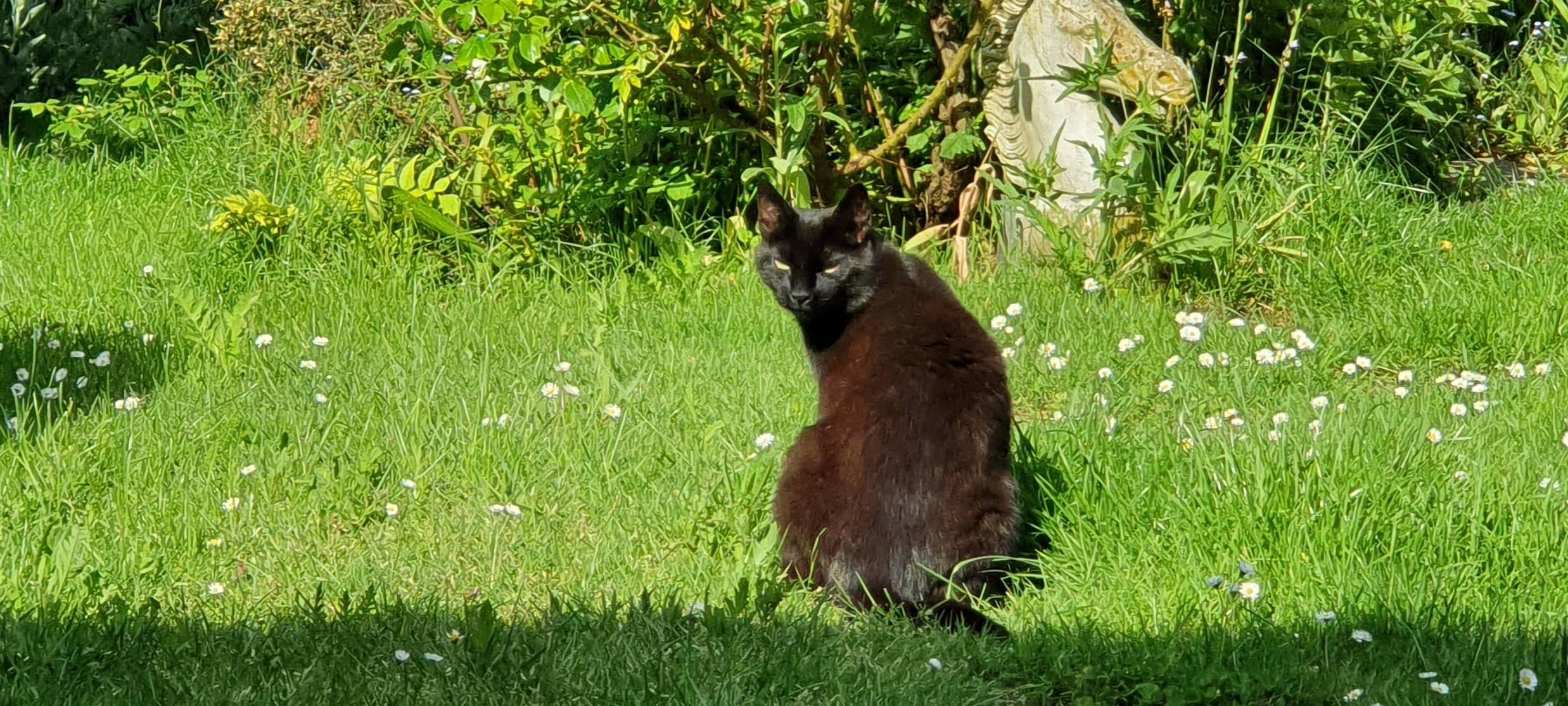 Kreis Recklinghausen: Neue Regeln für Katzenbesitzer