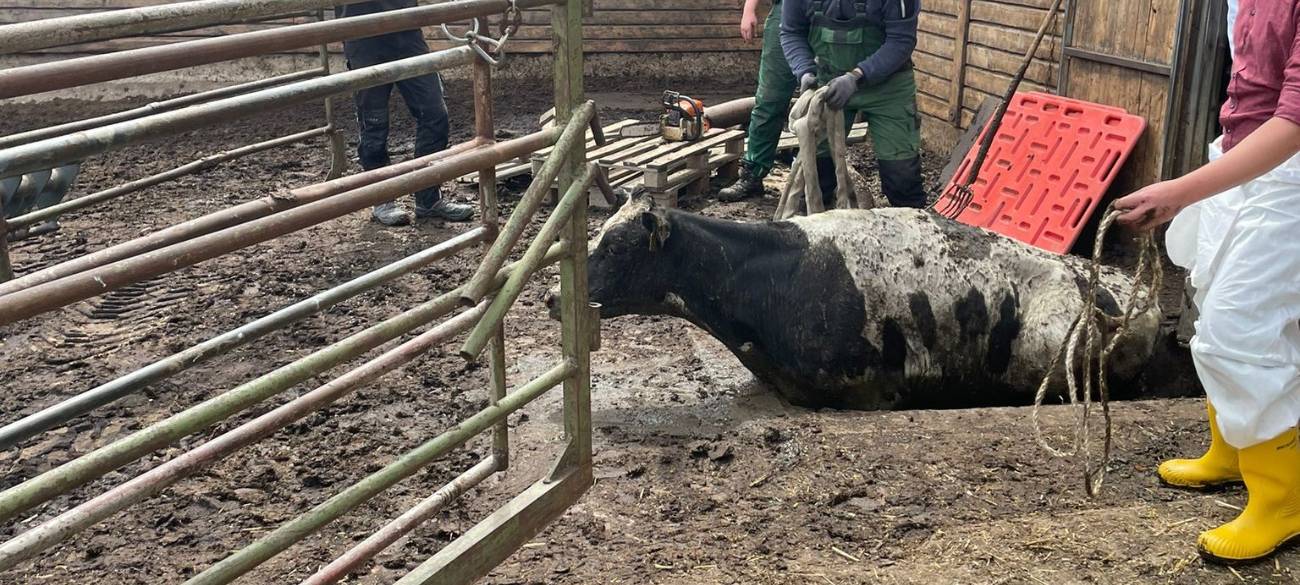Sechs Kühe mussten in Waltrop aus einer Gülle-Grube befreit werden.