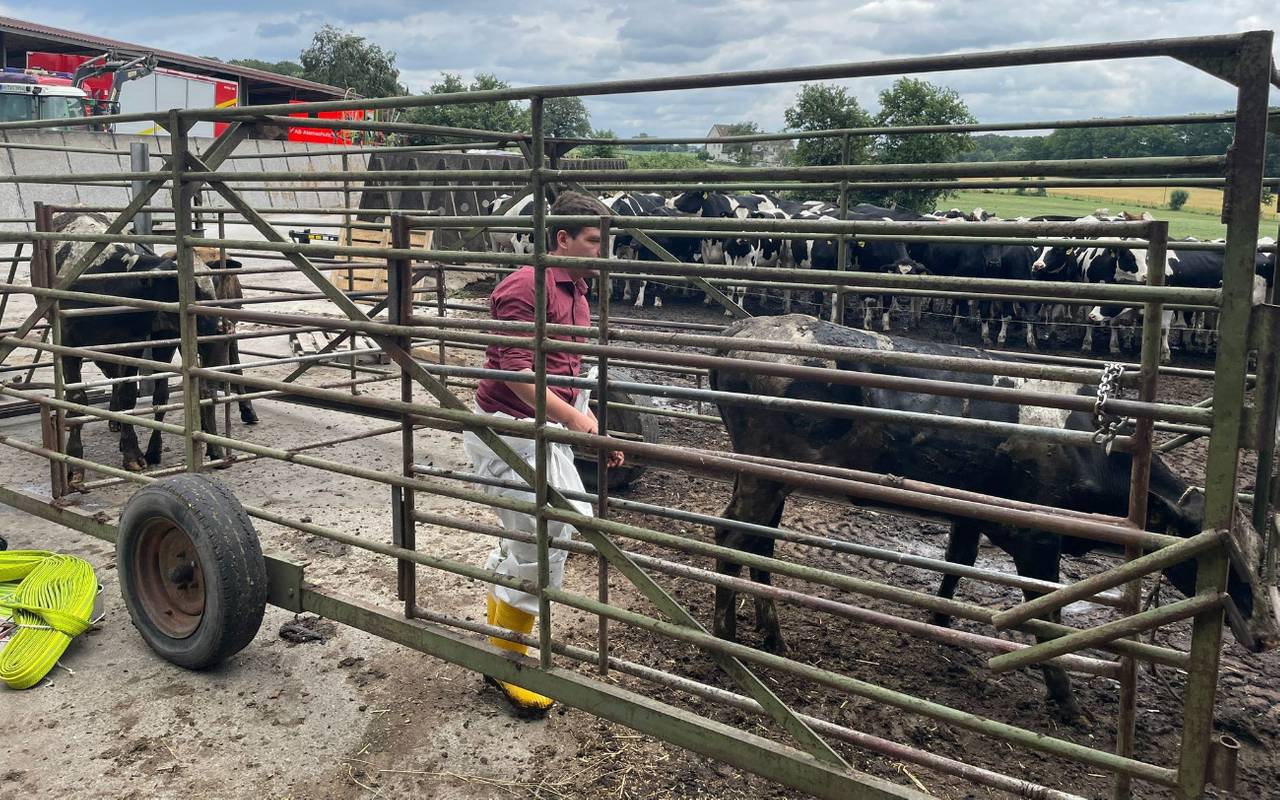 Nach ihrer Rettung wurden die Kühe von einem Tierarzt untersucht.