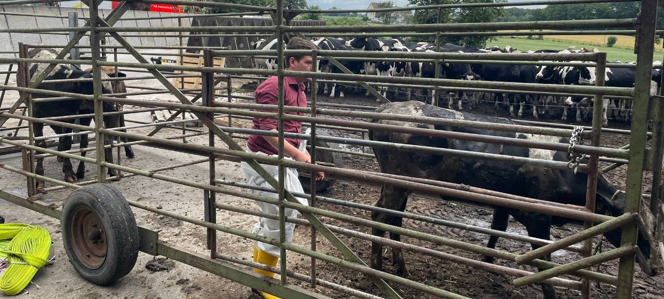 Nach ihrer Rettung wurden die Kühe von einem Tierarzt untersucht.