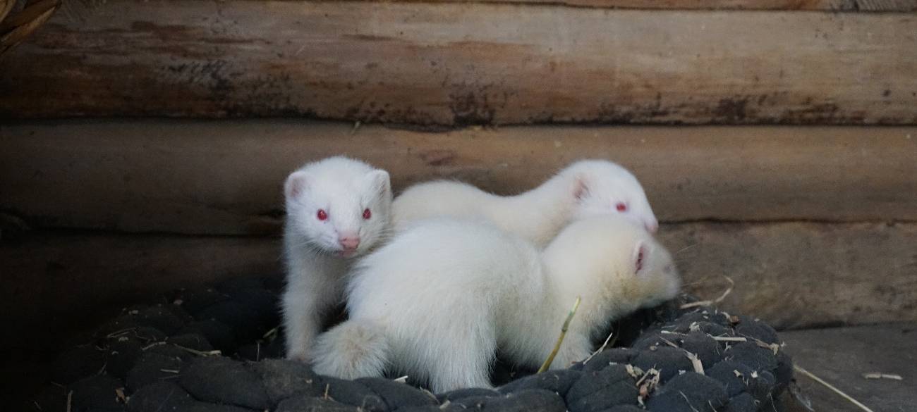 Insgesamt drei Albino-Frettchen sind jetzt im Tierpark Recklinghausen zur Welt gekommen.