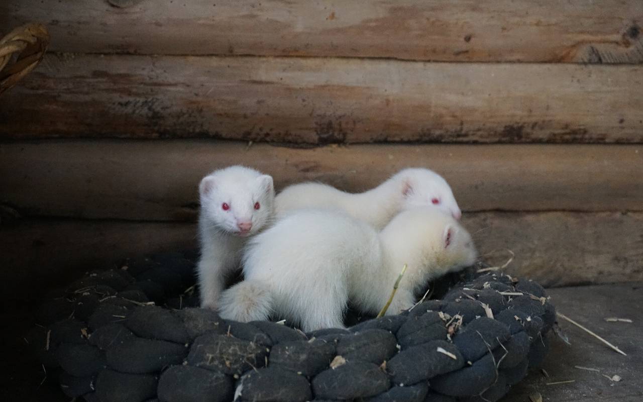 Insgesamt drei Albino-Frettchen sind jetzt im Tierpark Recklinghausen zur Welt gekommen.
