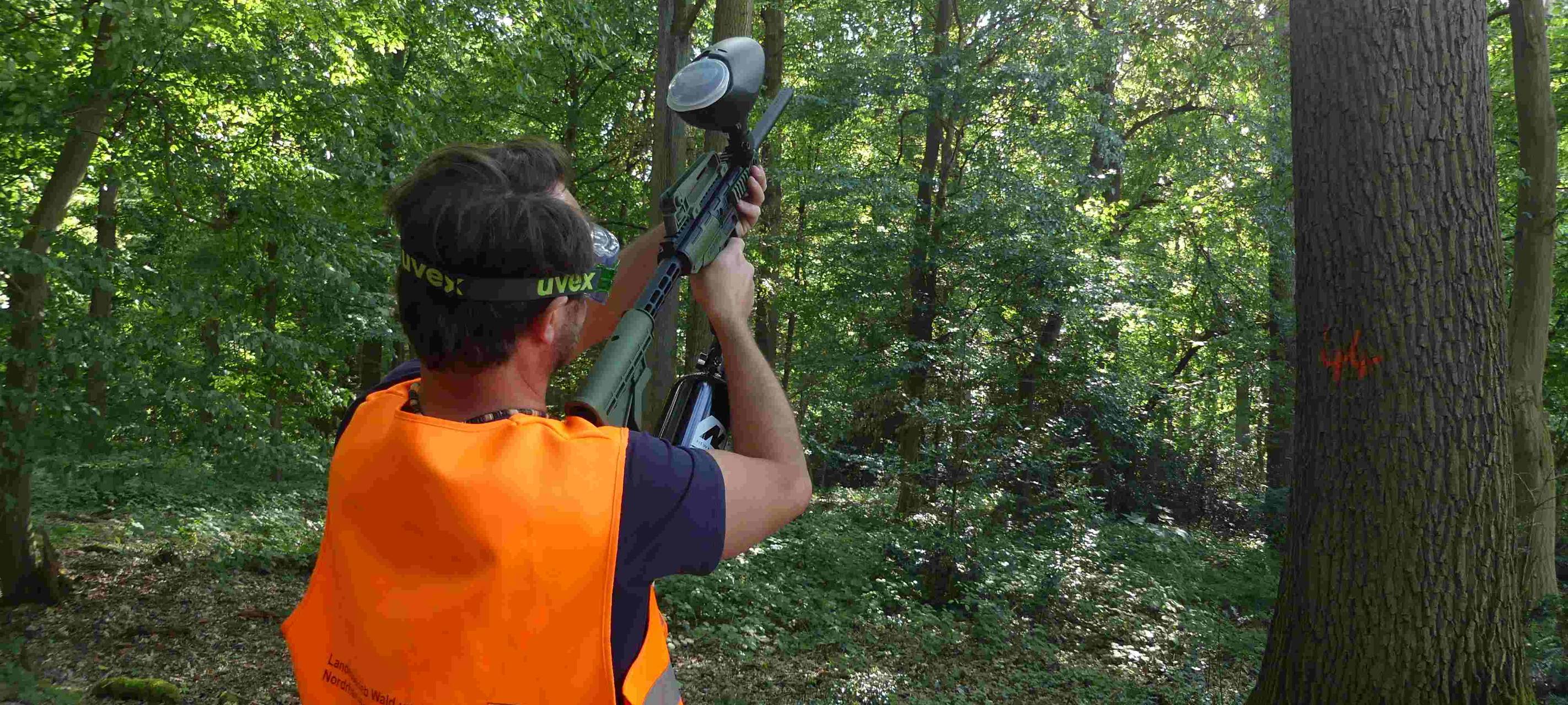 Mit Paintball-Waffen gegen giftige Raupen