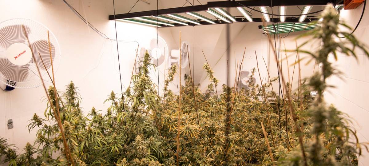 Polizei hebt riesige Drogenplantage in Marl aus