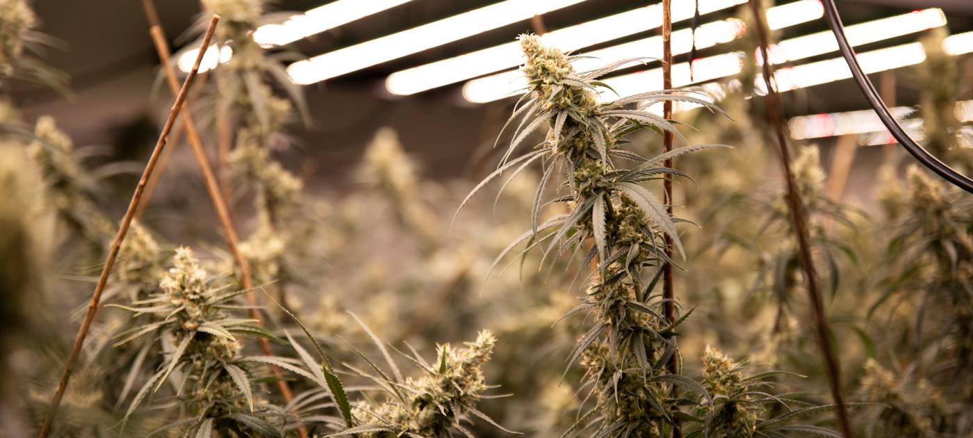 Polizei hebt riesige Drogenplantage in Marl aus