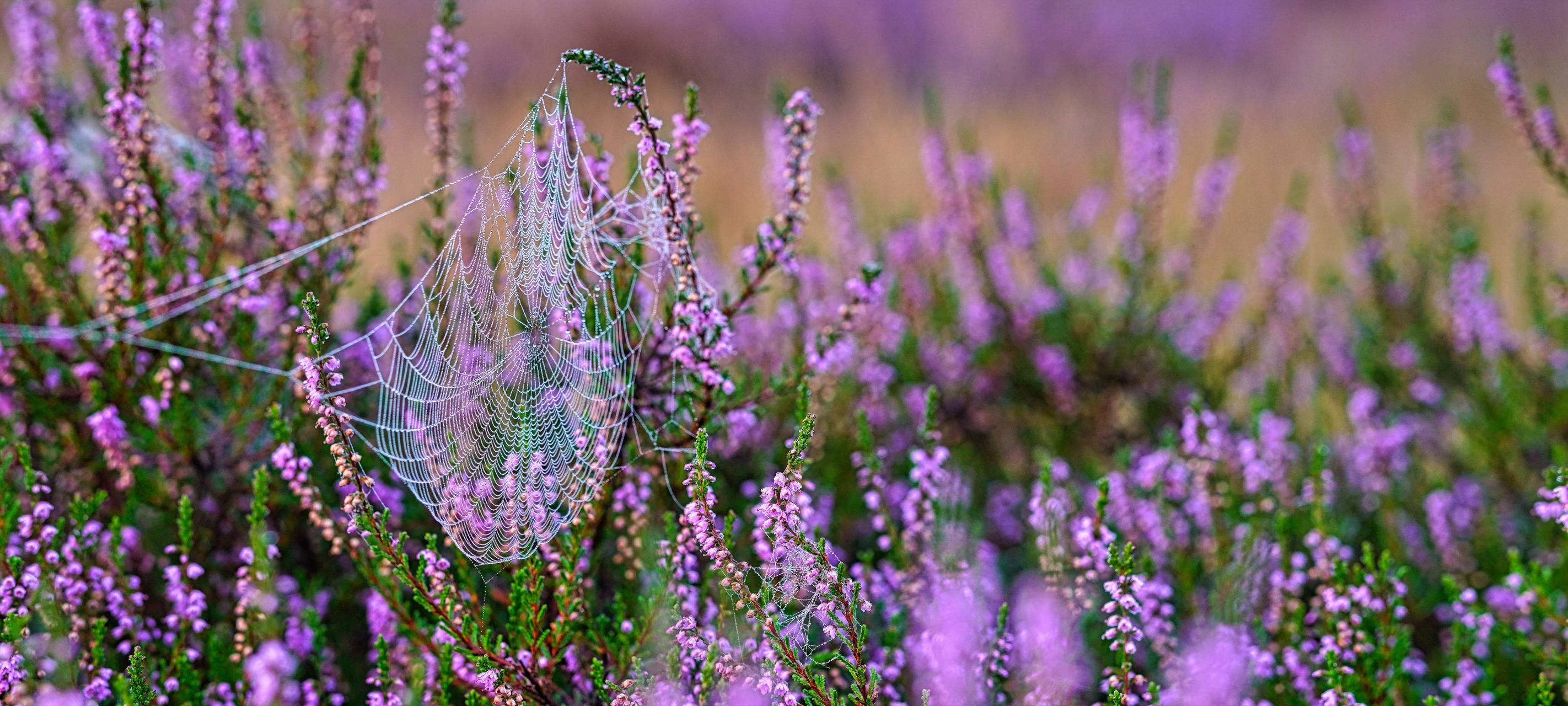 Die Heide in Haltern am See blüht wieder