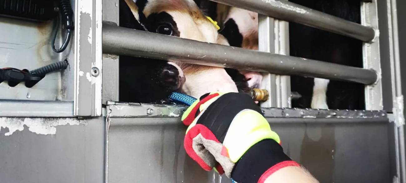 Die überhitzen Kälber auf der A2 wurden mit Wasser von der Feuerwehr abgekühlt.