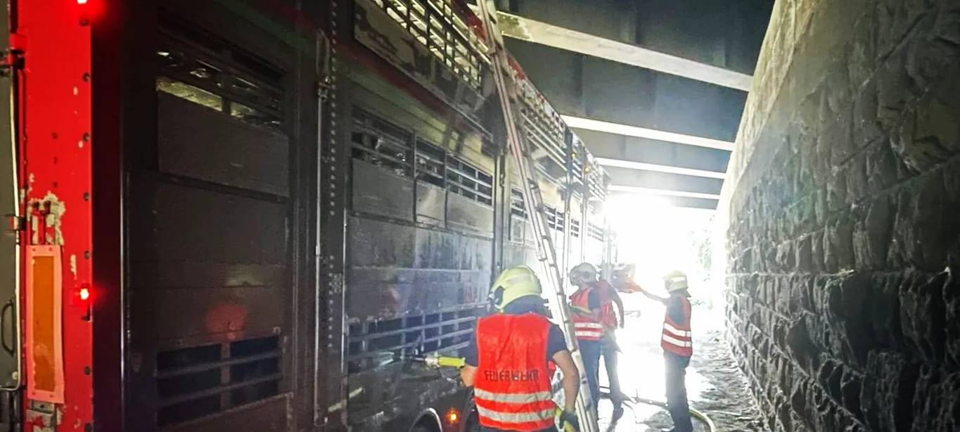 Die Feuerwehr holte den Vieh-Transporter mit den überhitzten Kälbern in den Schatten unter einer Brücke.