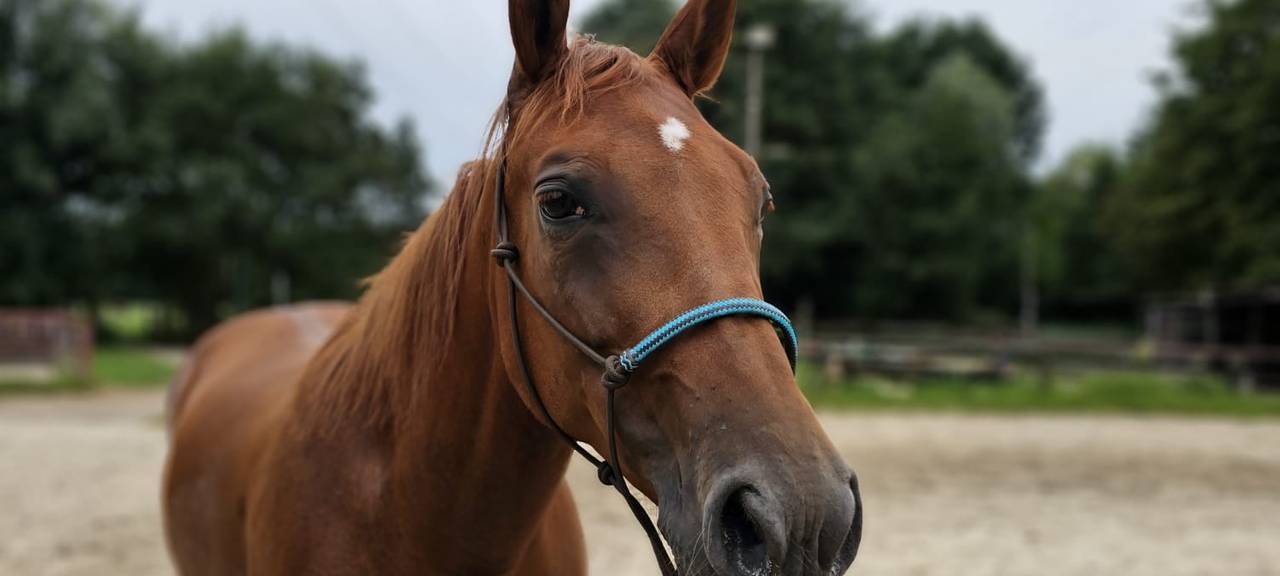 Entlaufene Stute "Fame"