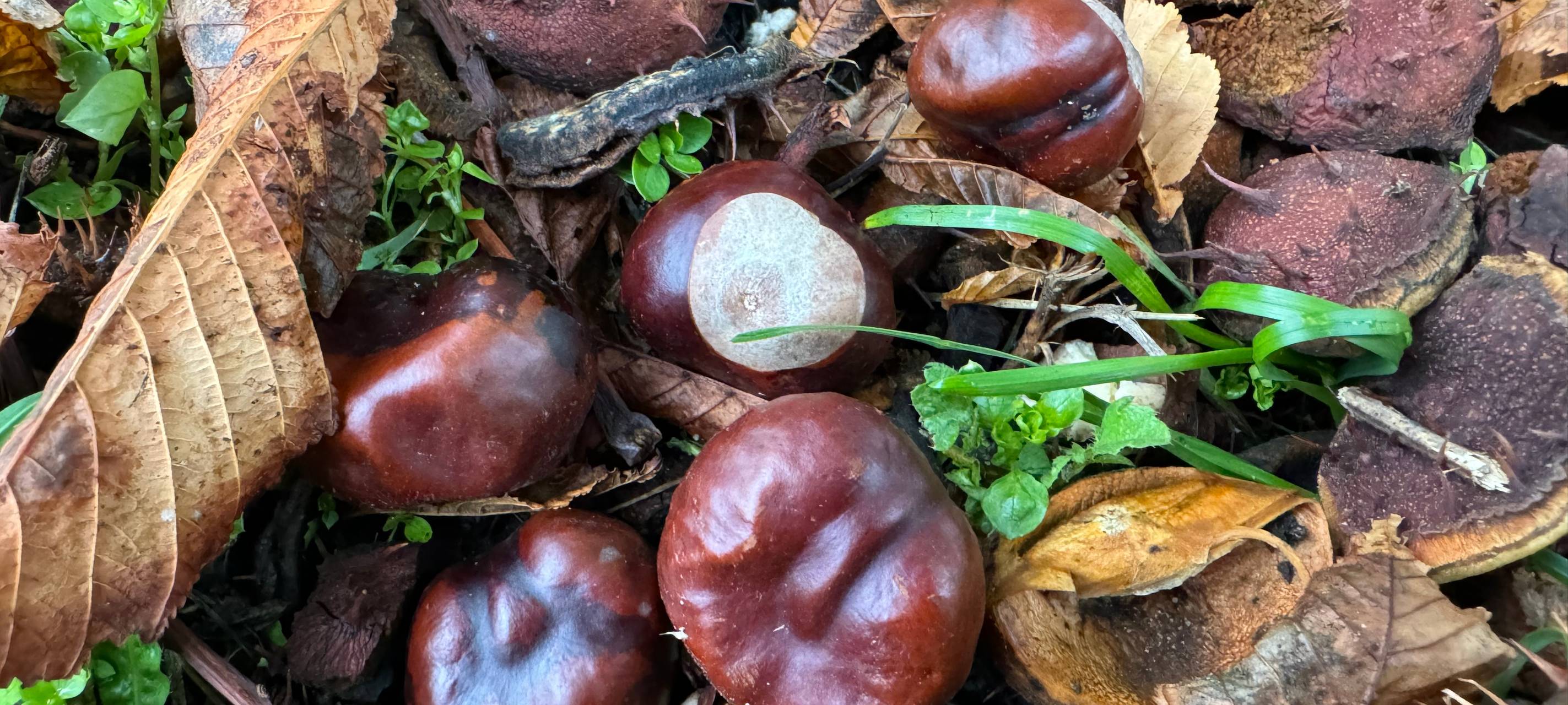 Waschmittel und mehr: Was aus Kastanien hergestellt werden kann