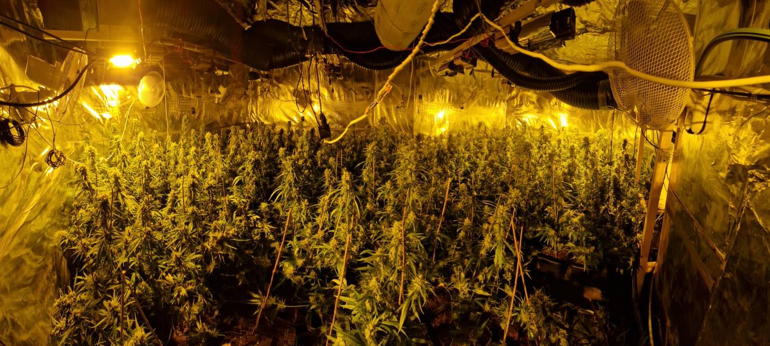 Cannabis-Plantage in Recklinghausen entdeckt