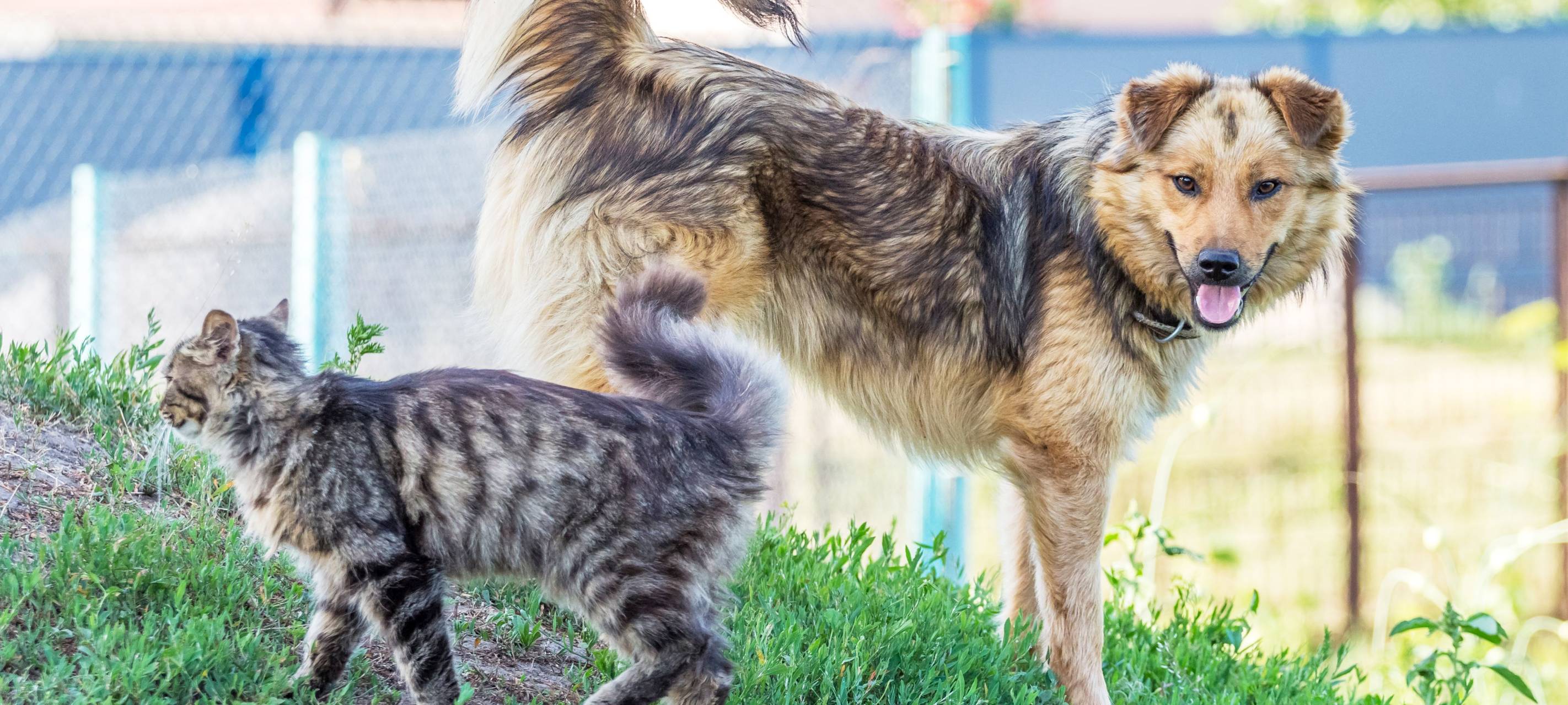 Radio Vest Tiersuche
