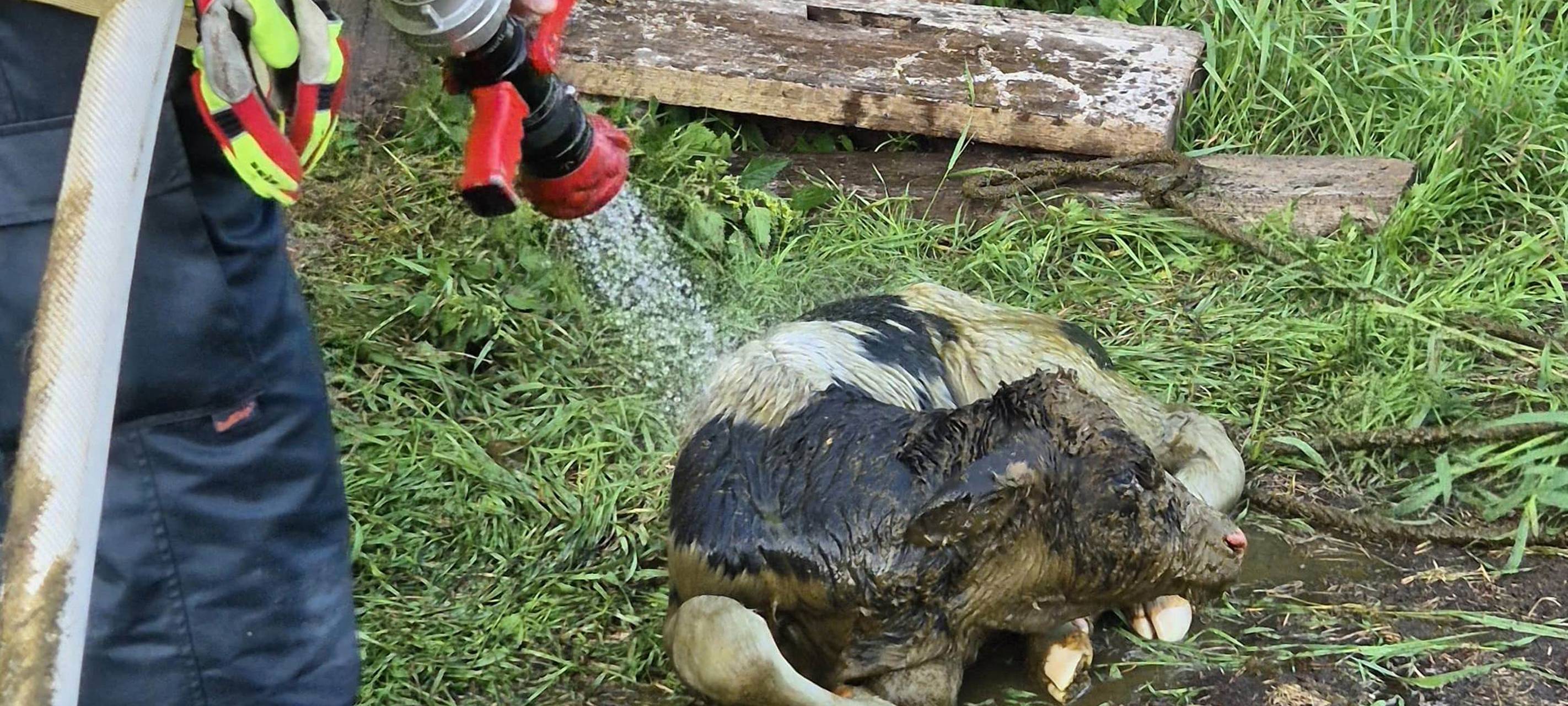 Feuerwehr rettet Kälbchen in Dorsten