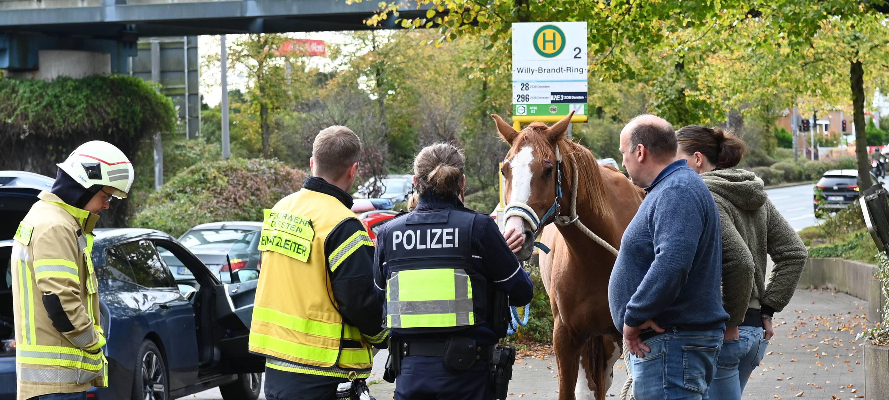 Dorsten: Pferd fällt während der Fahrt aus Anhänger