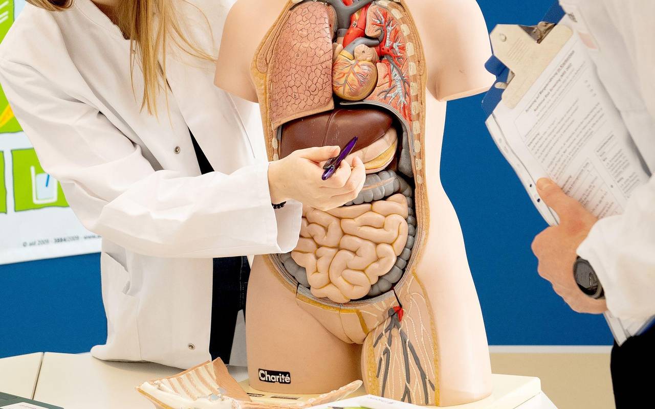 Lebergesundheit stärken: Tipps von Experten für ein besseres Leben