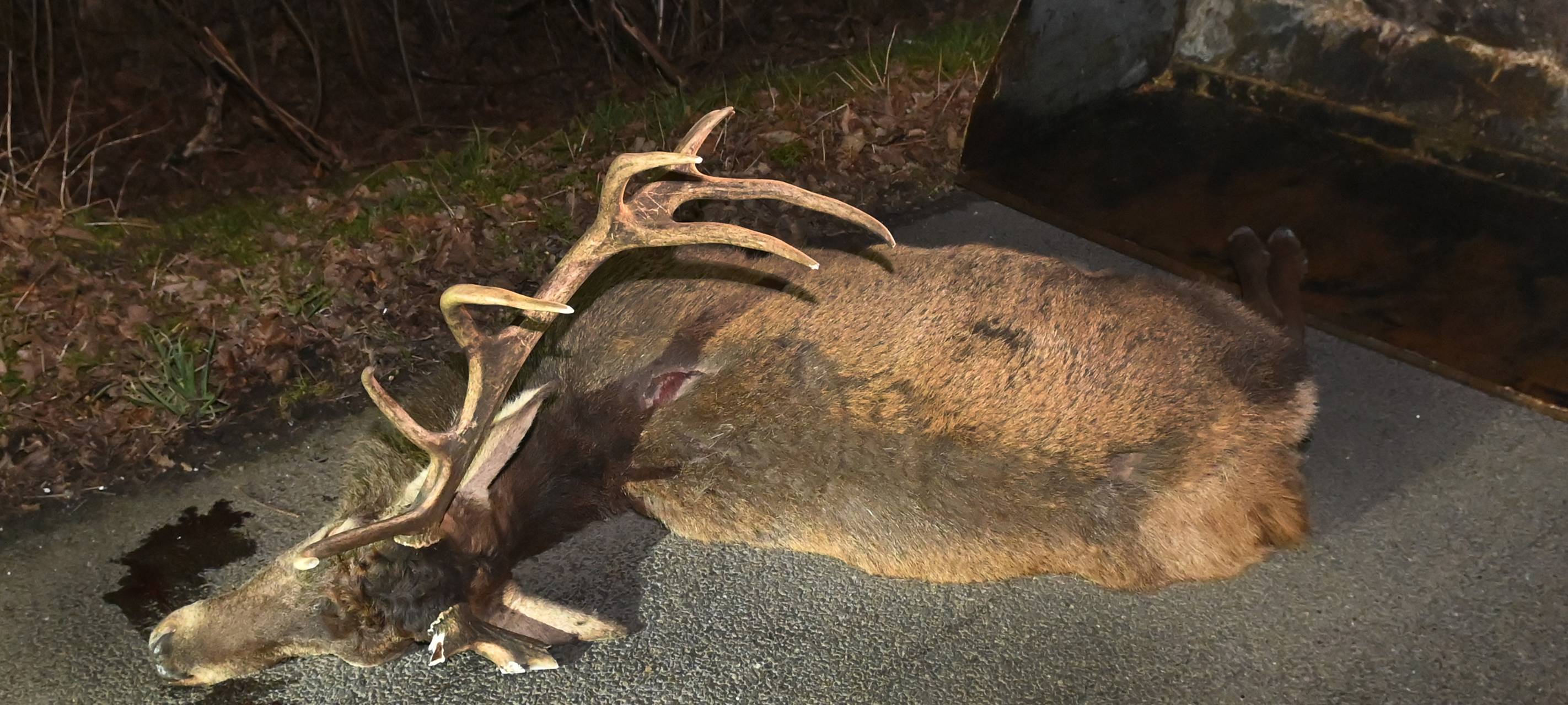 Schermbeck: Wildunfall, Fahrer kommt mit dem Schrecken davon