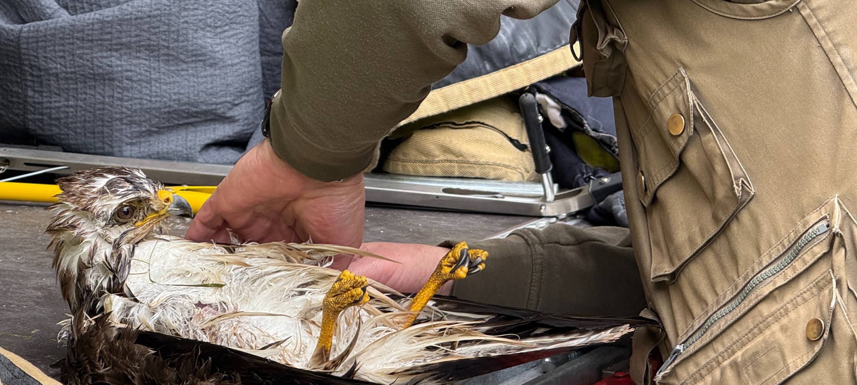 Dorsten: Feuerwehr rettet Vogel aus Kanal