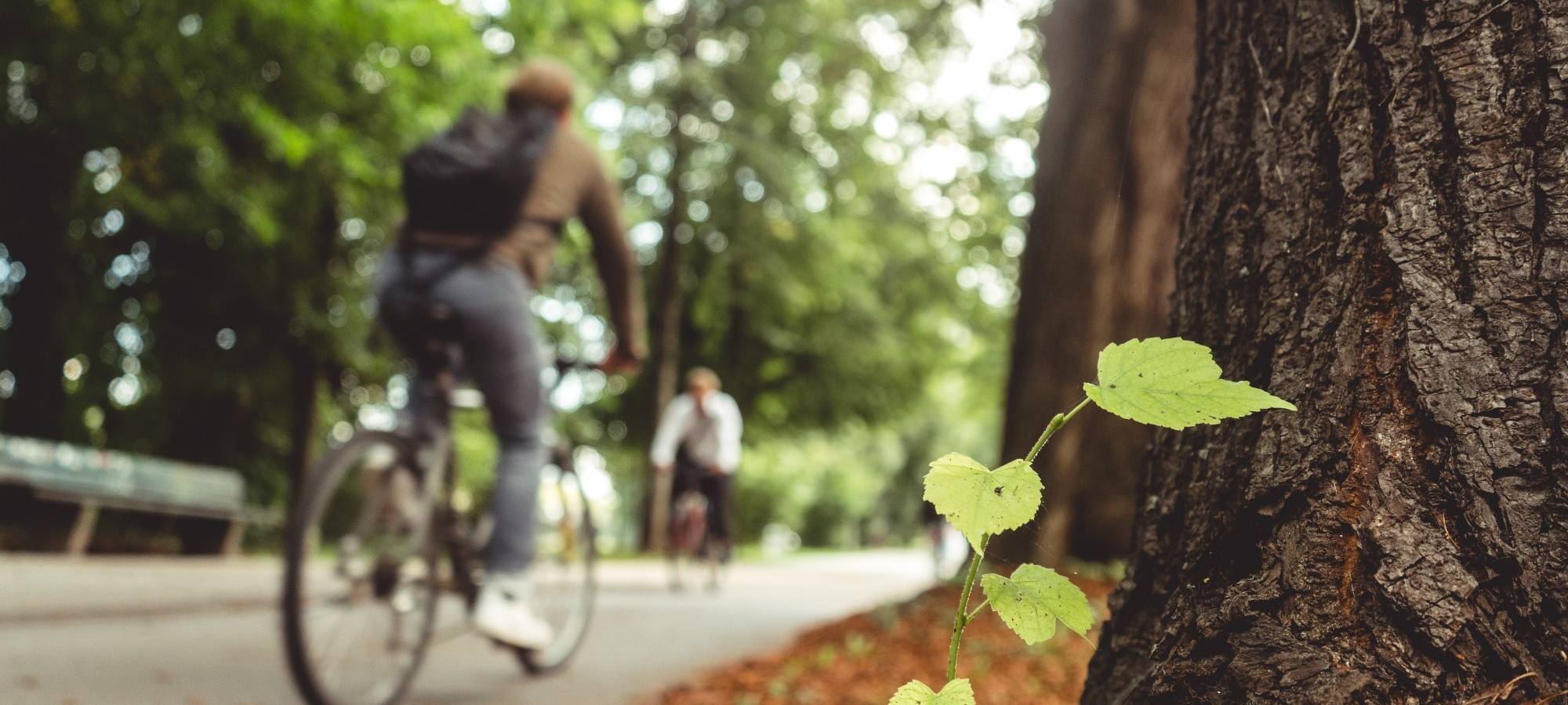 Symbolbild: Fahrrad im Wald