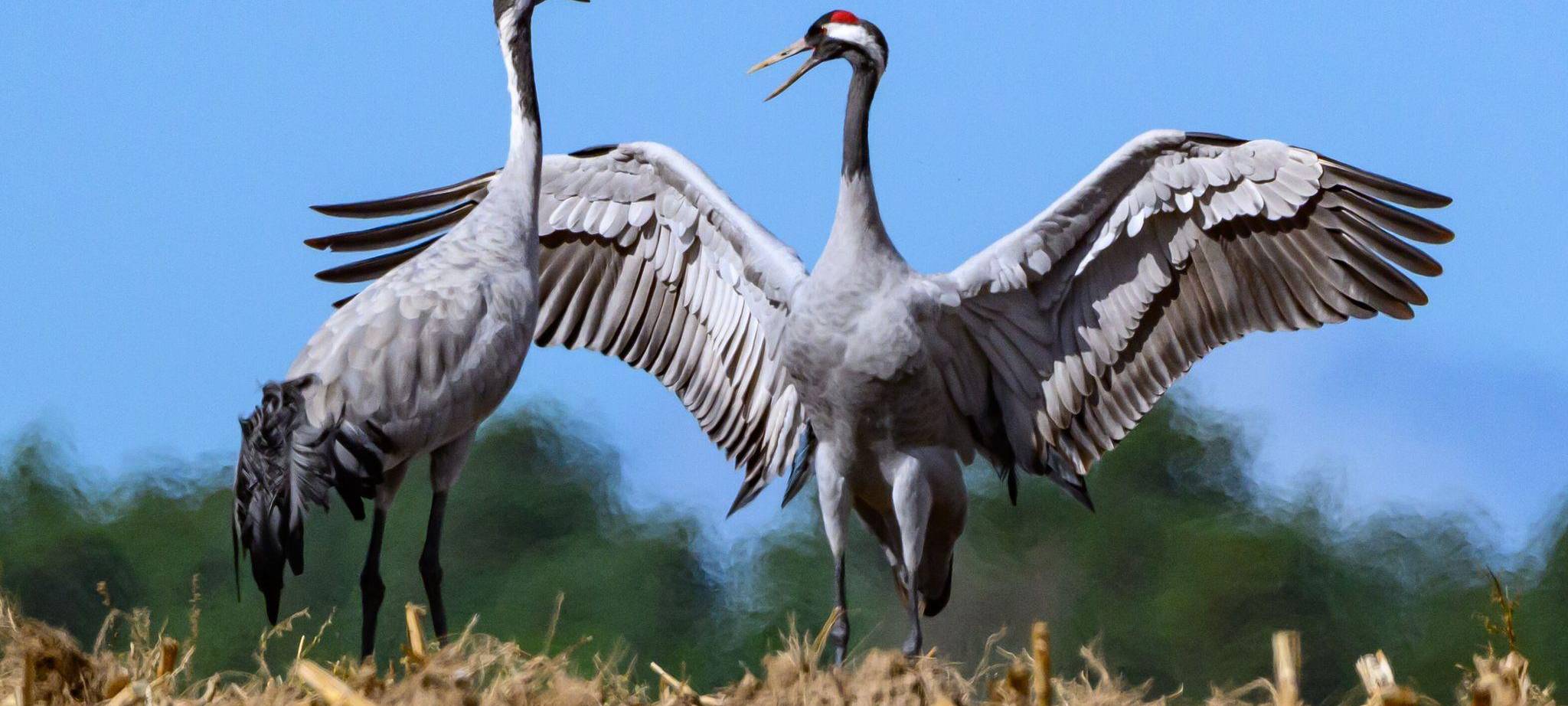 Zwei Kraniche (Grus grus) stehen auf einem abgeernteten Maisfeld