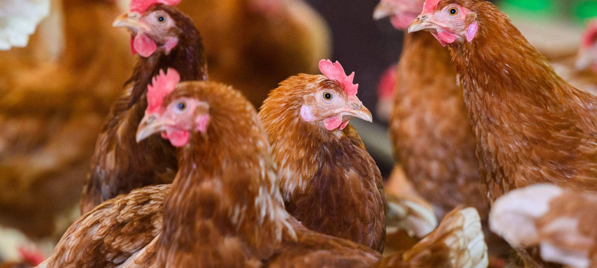 Legehennen (Symbolbild)