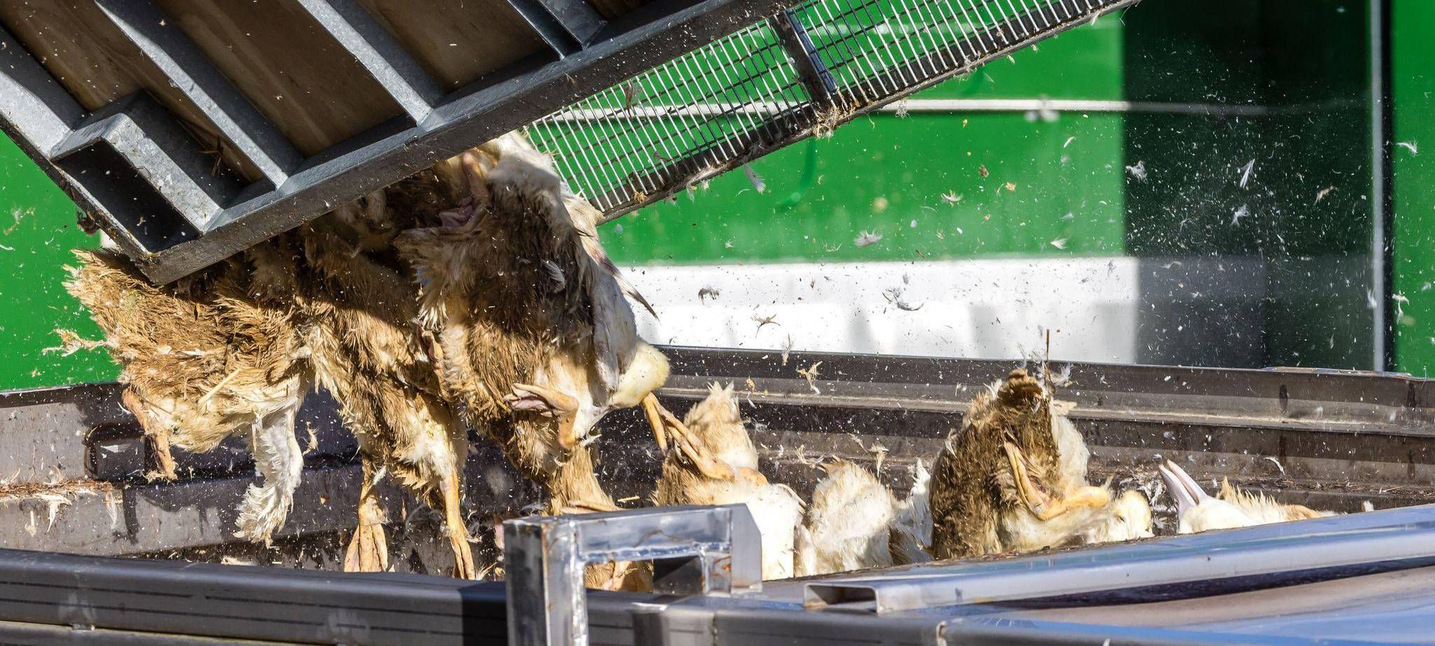 Vogelgrippe - Neuhardenberg