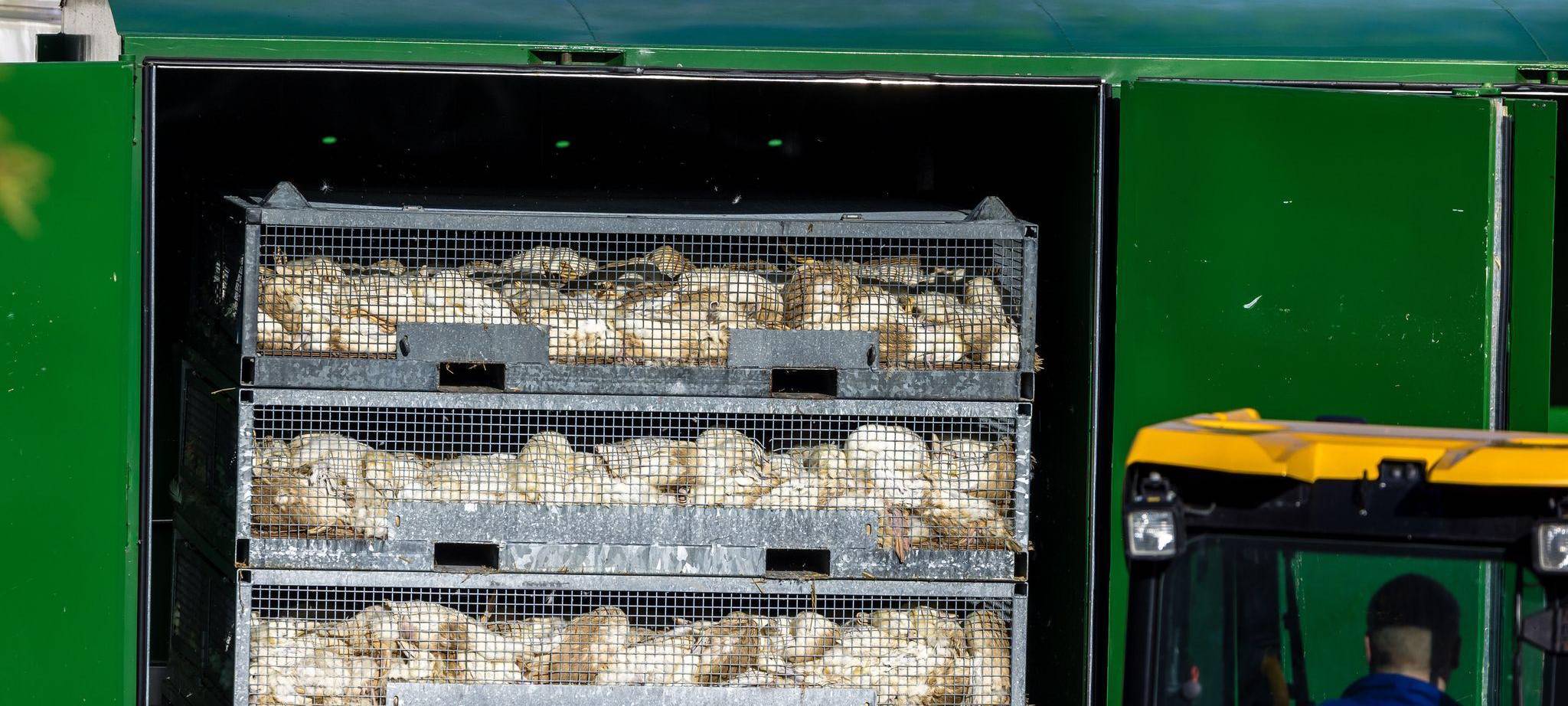 Vogelgrippe - Neuhardenberg