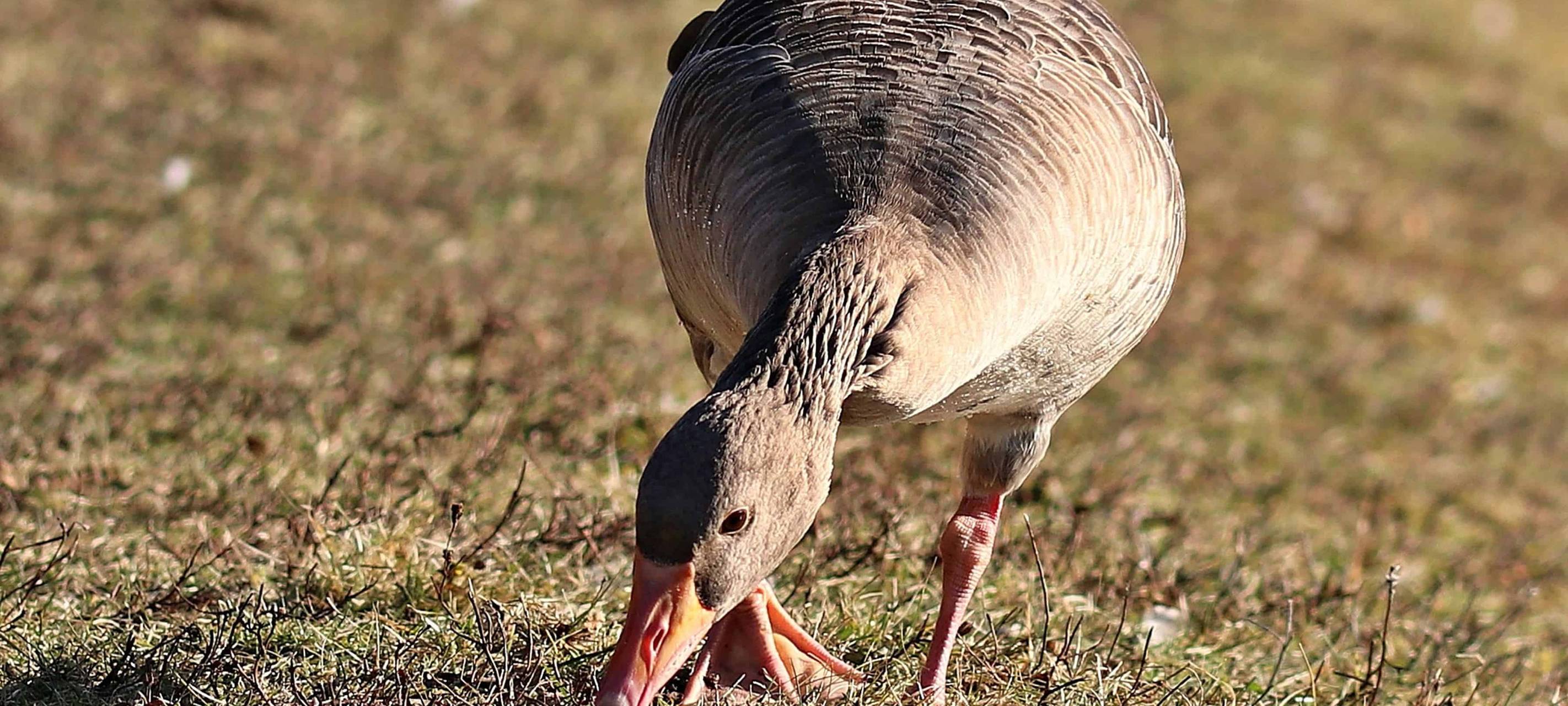 Geflügelpest erreicht den Kreis Recklinghausen
