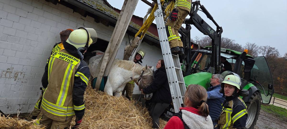 Mit einem Tragegurt und einem Trecker schafften Feuerwehr und Tierarzt das steckengebliebene Pferd aus seiner misslichen Lage zu befreien.
