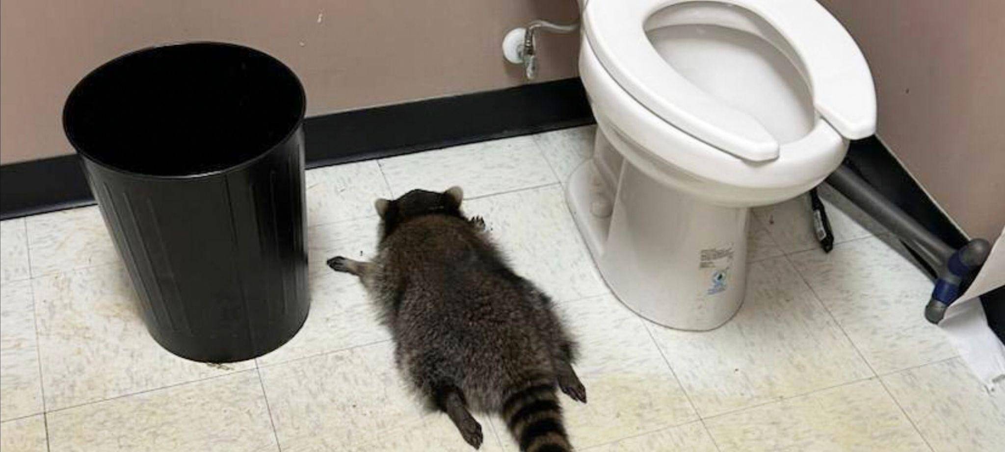 Betrunkener Waschbär in Virginia