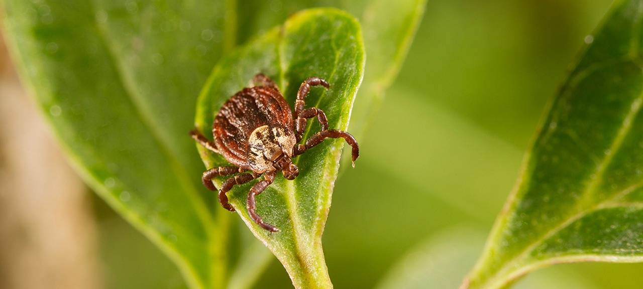 Zeckengefahr nicht unterschätzen