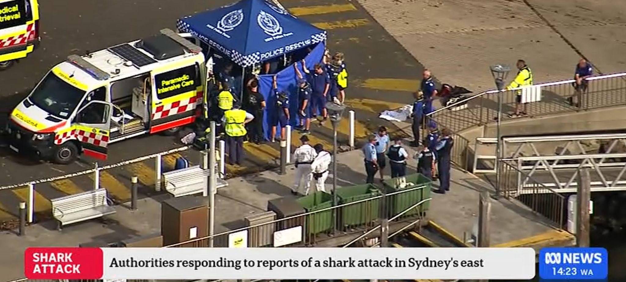 Haiangriff in einem Vorort von Sydney