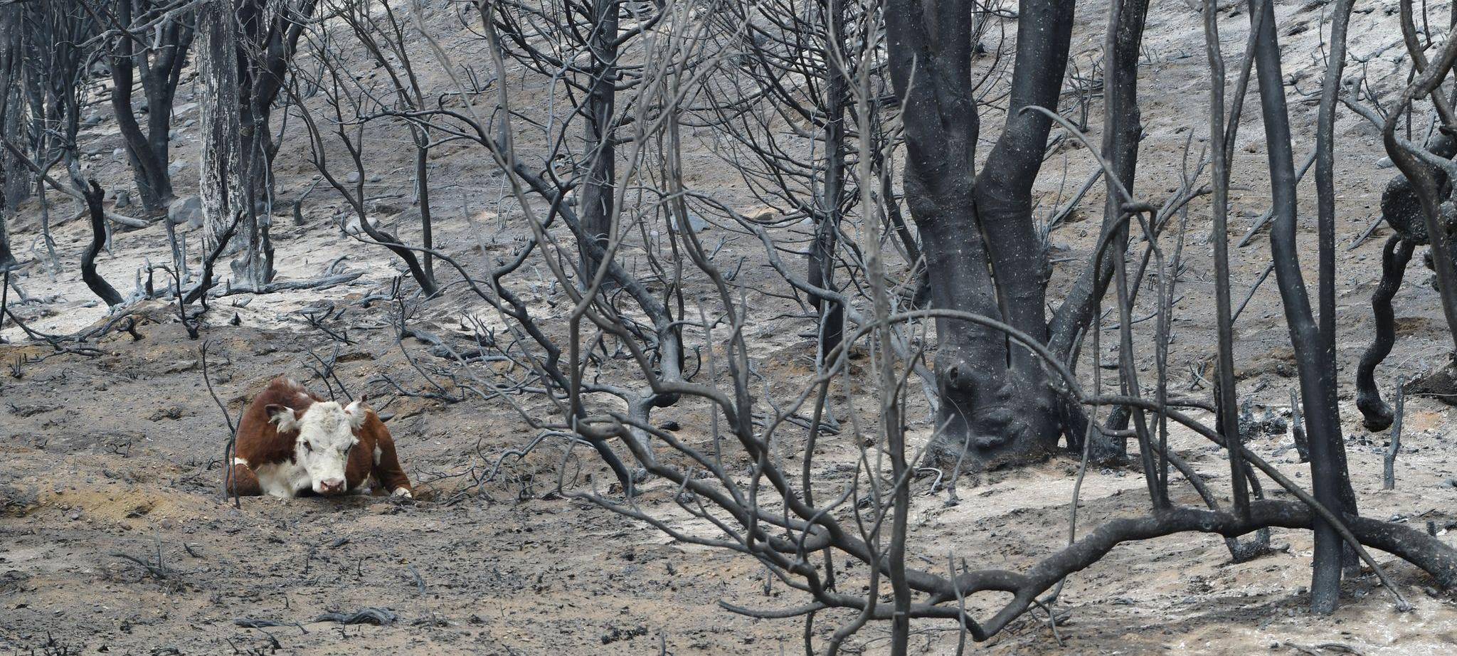 Waldbrände in Argentinien