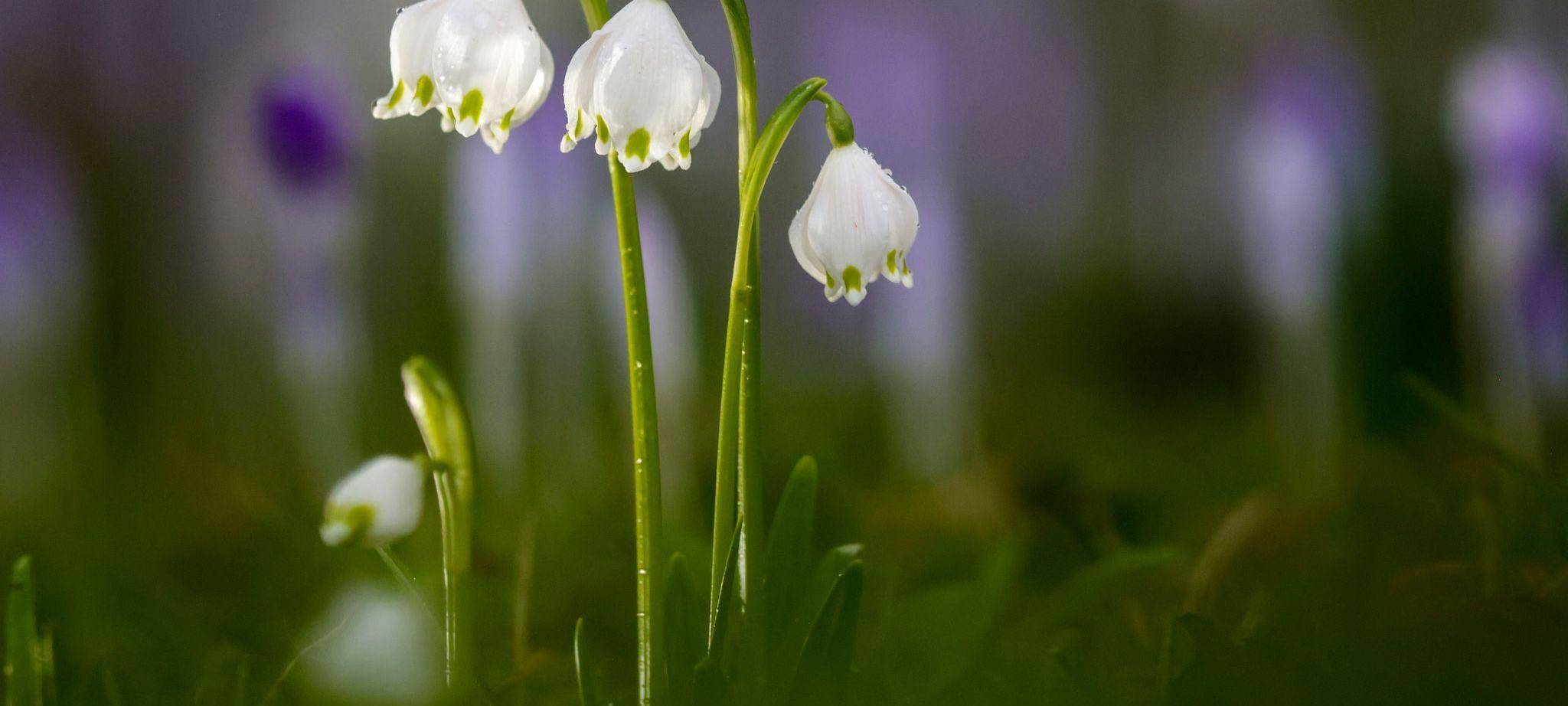 Frühling in Baden-Württemberg
