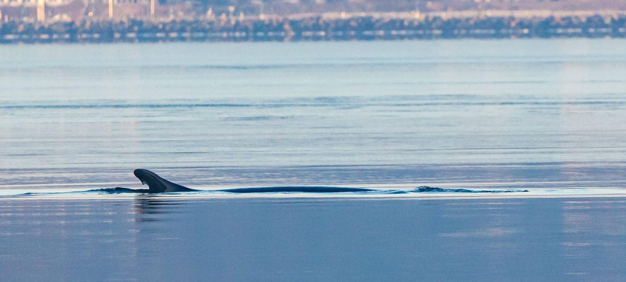 Wieder Wal in Ostsee gesichtet
