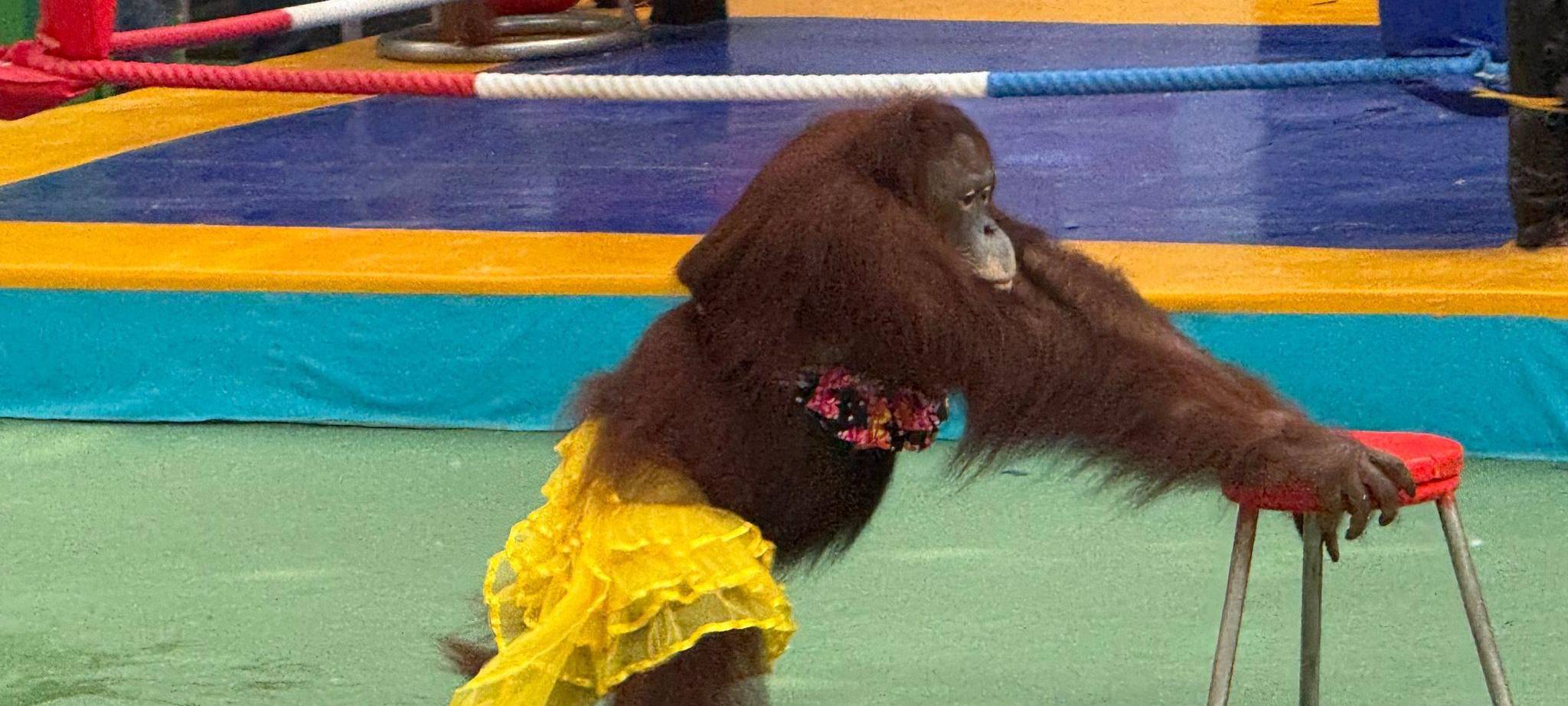 Orang-Utans als Touristenattraktion in Thailand