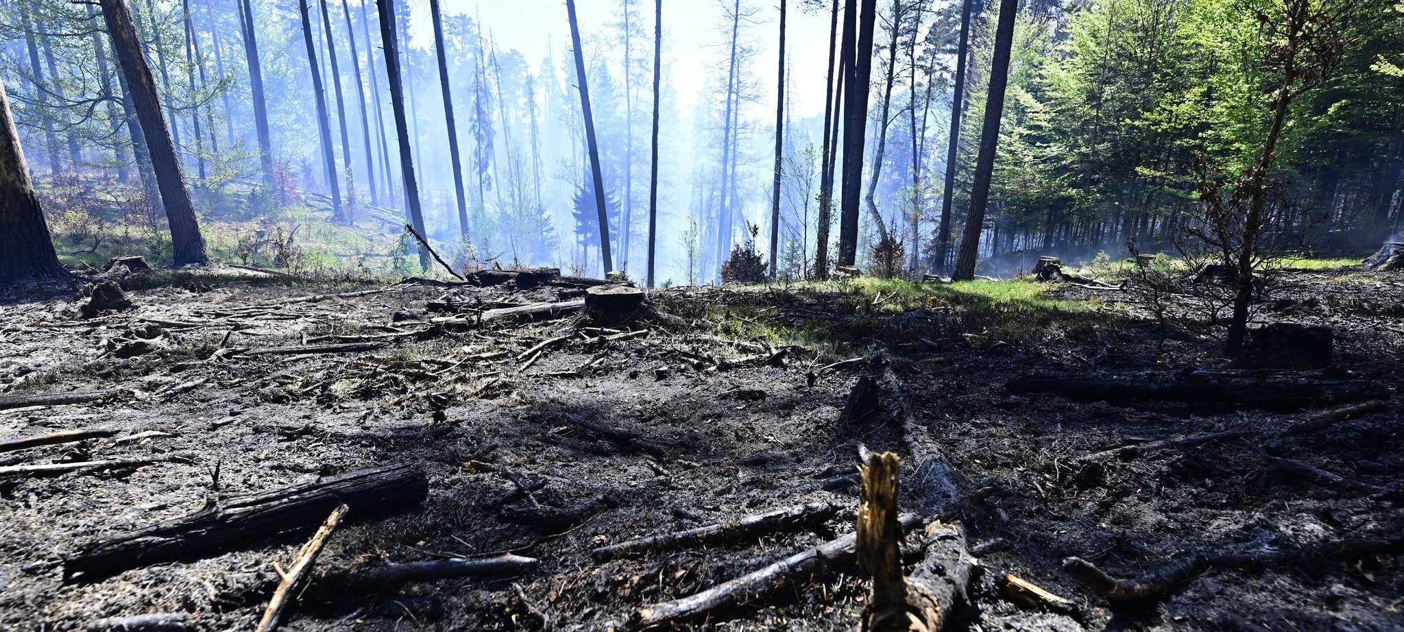 Waldbrand im Nationalpark Böhmische Schweiz