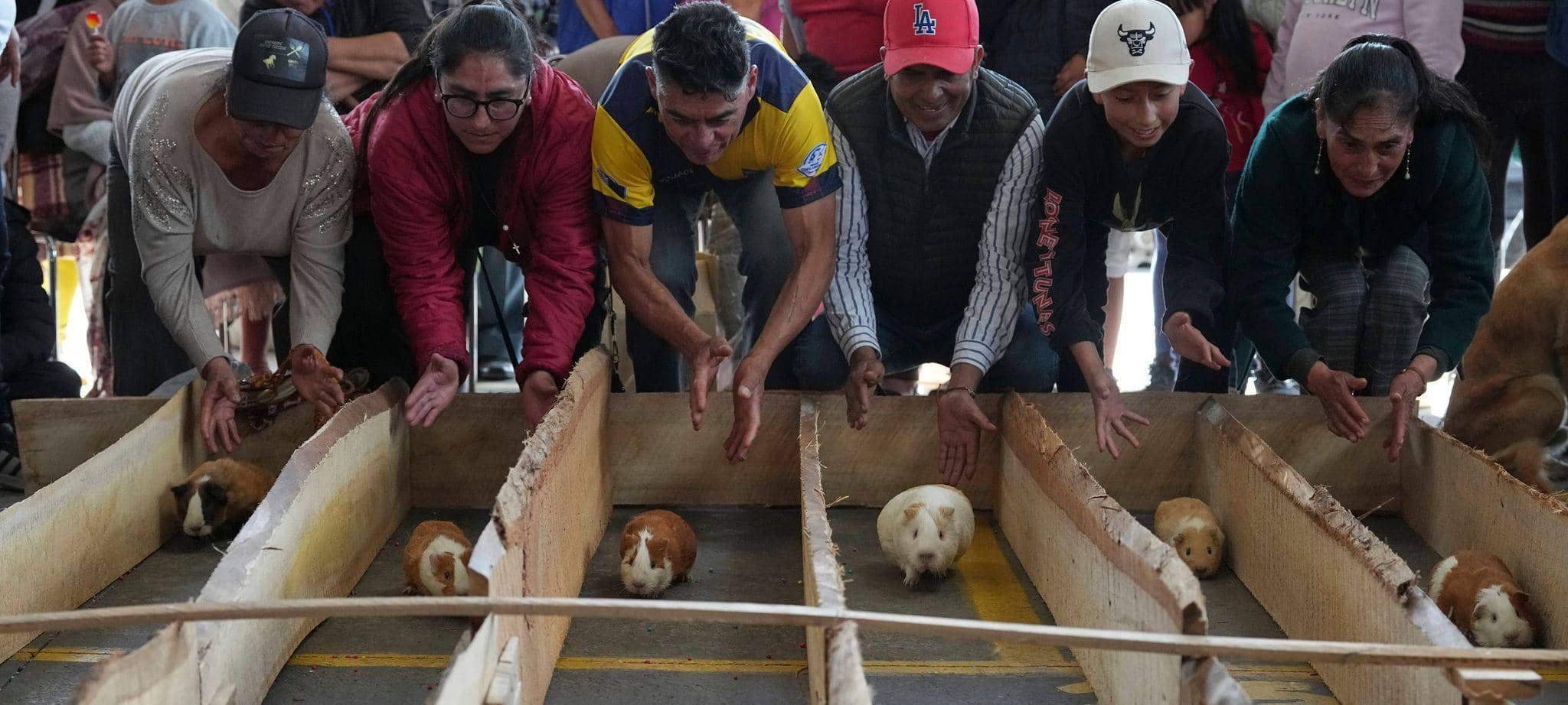 Meerschweinchenrennen in Ecuador