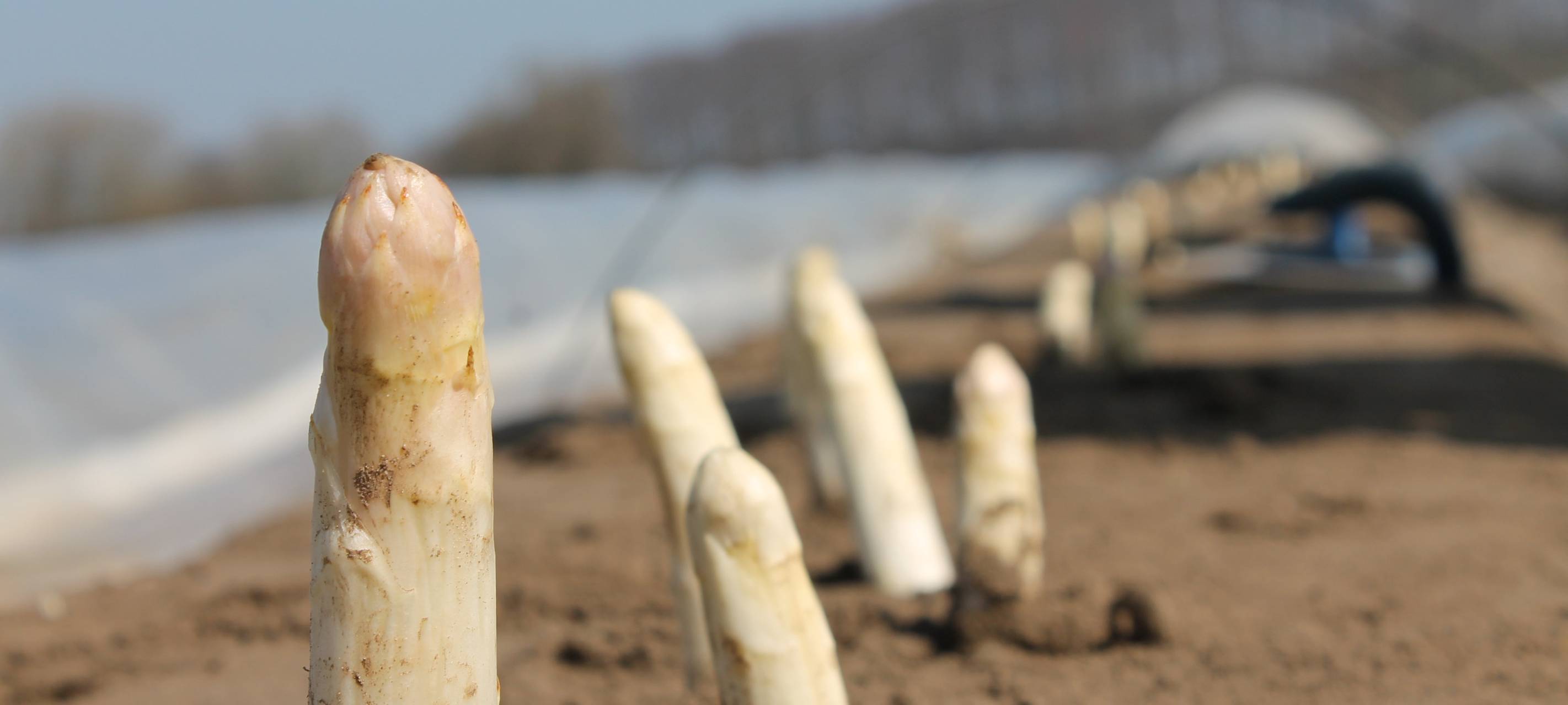 Start für Spargelsaison im Vest
