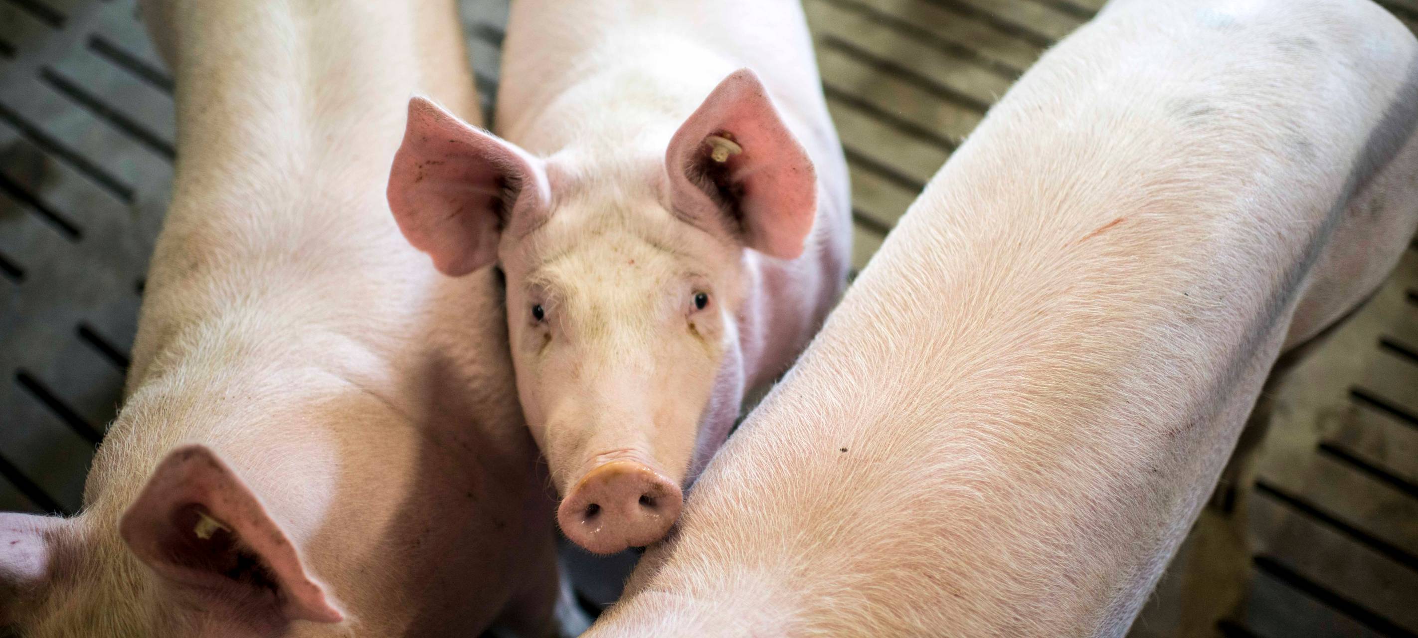 Brandschutz in Schweineställen soll verbessert werden