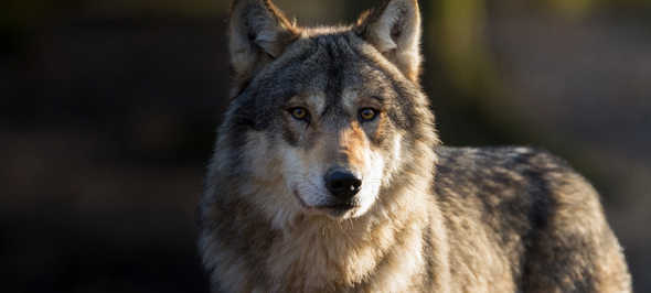 Totes «wolfsähnliches Tier» auf Autobahn gibt Rätsel auf